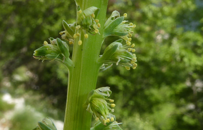 Reseda luteola - Resedaceae
